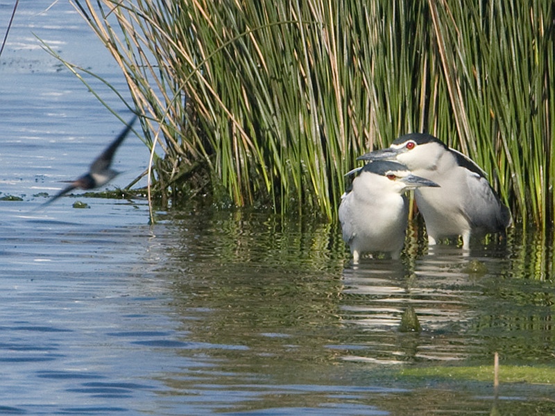 Nycticorax nycticorax Night Heron Kwak